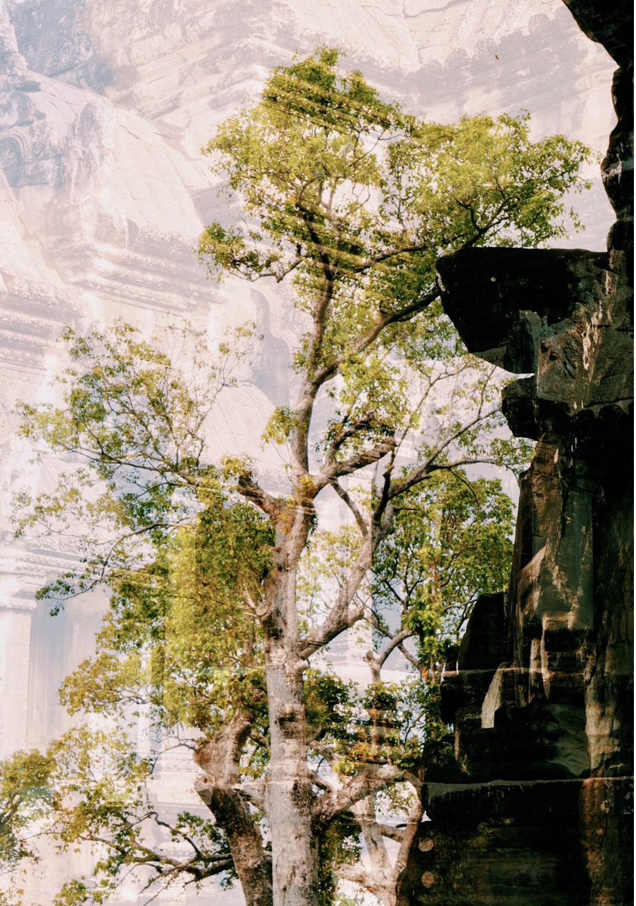 Arbre et pierres d'Angkor entremêlés dans la lumière, double exposition